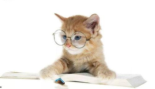 娱乐吃瓜君猫猫子,揭秘娱乐圈那些不为人知的幕后故事