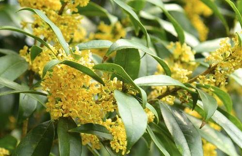 娱乐吃瓜酱桂花树下